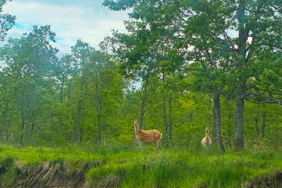 細岡リバーカヌーコースで会えるかもしれない動物